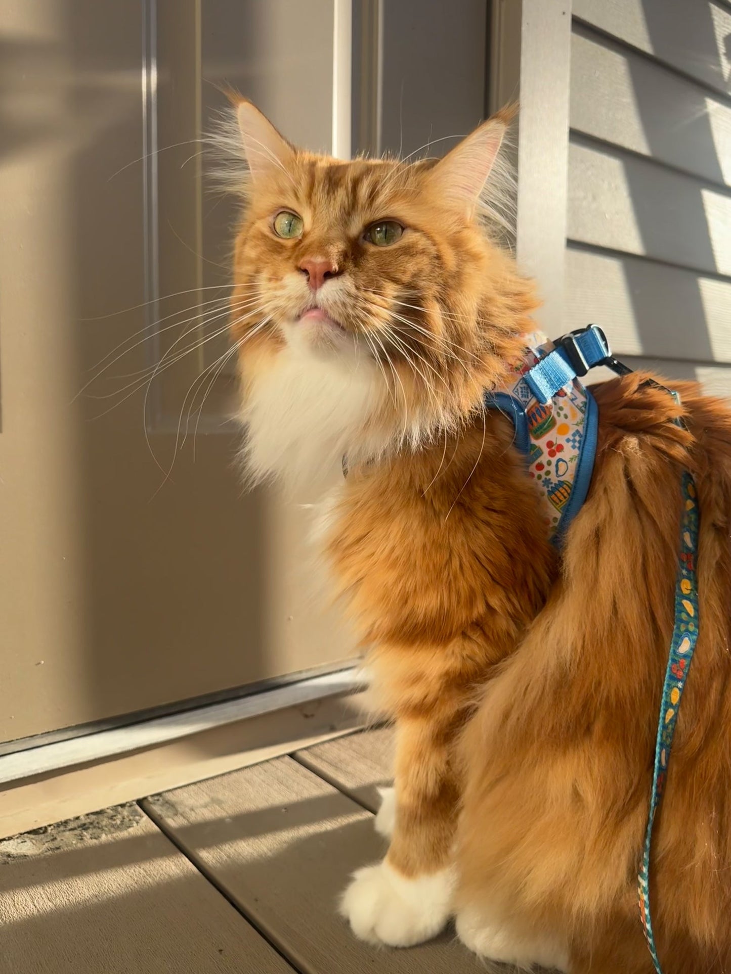 Cat Leash - Portofino