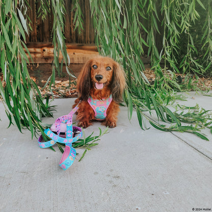 Dog Two Piece Bundle - Polly Pocket™