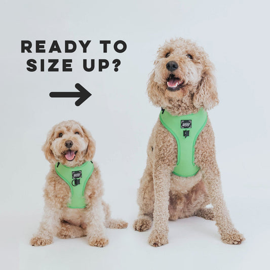 Pup Up! Program