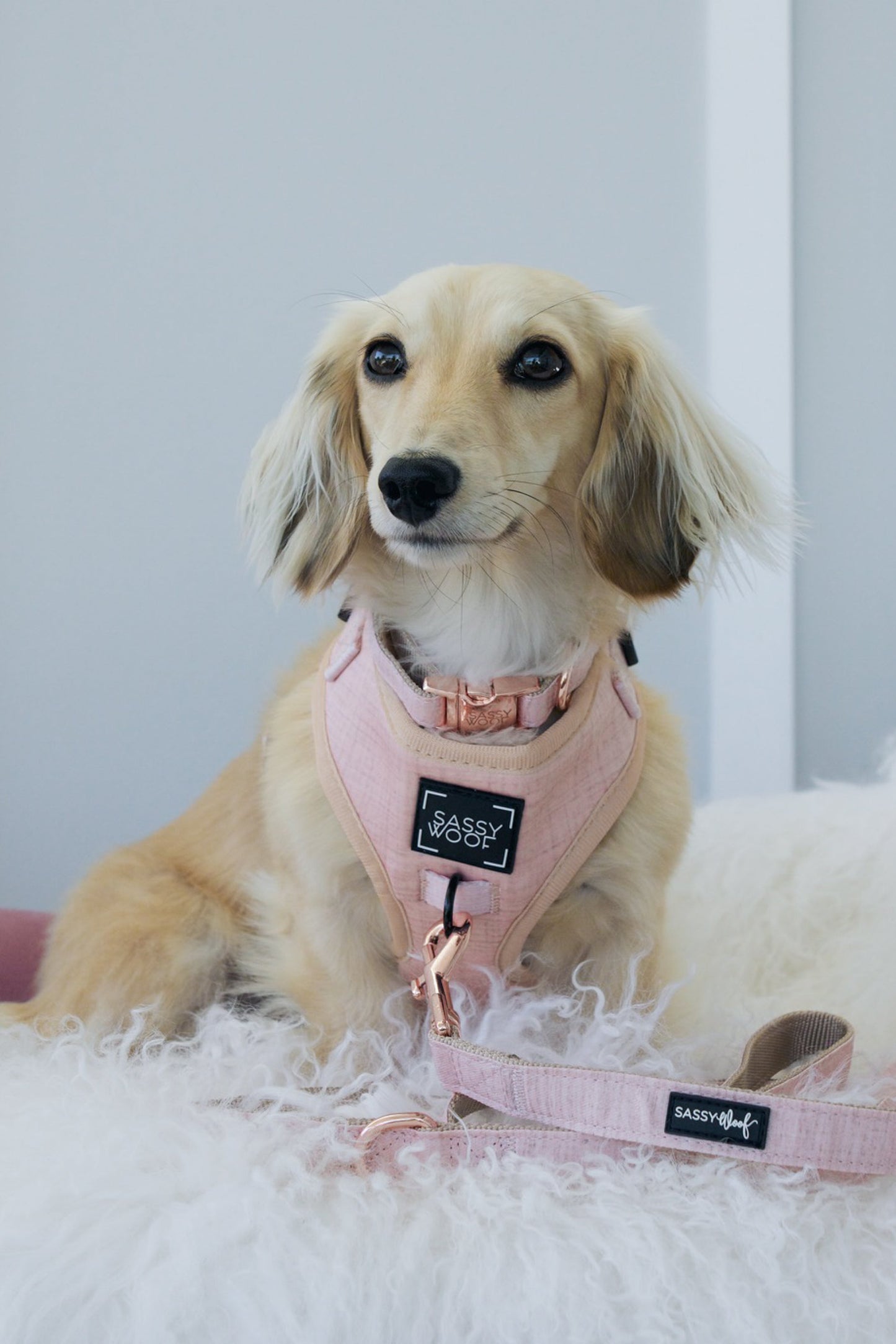 Dog Four Piece Bundle - Pinot