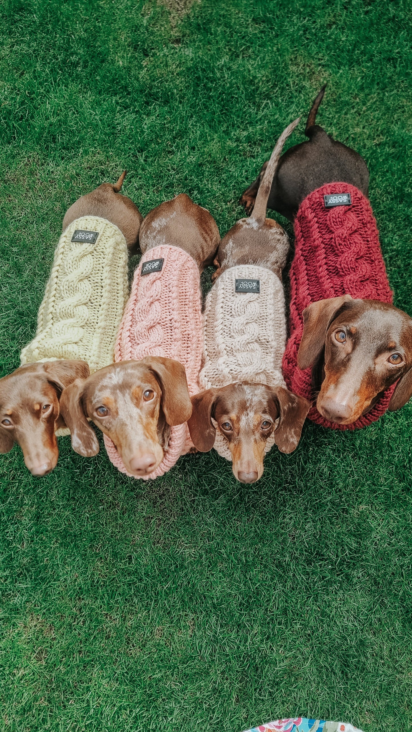 Pet Cable Knit Sweater - Beige