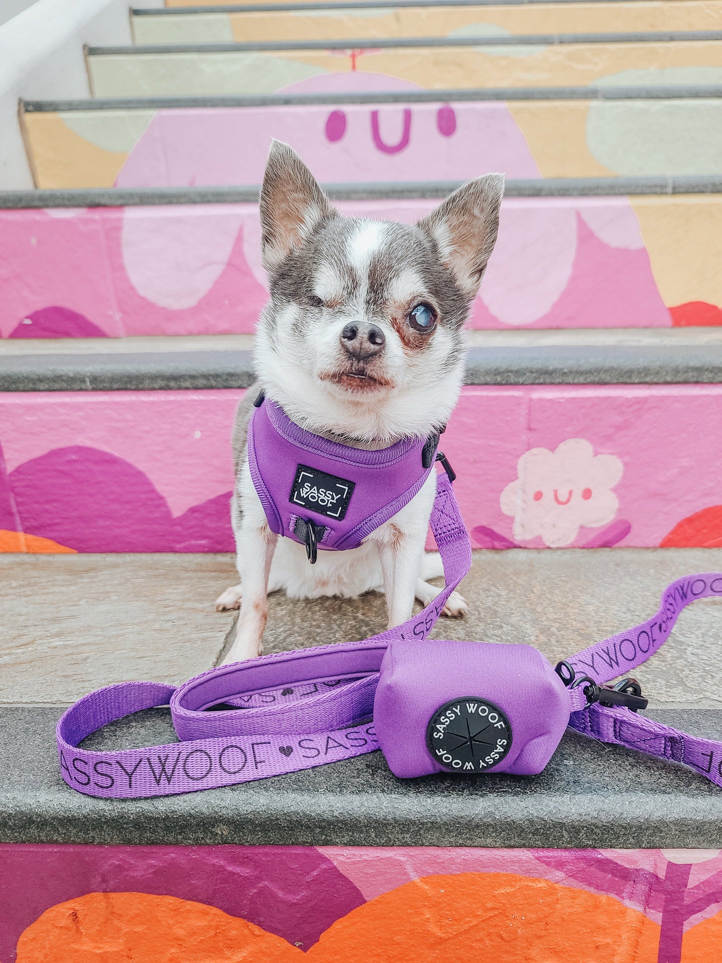 Dog Four Piece Bundle - Neon Purple