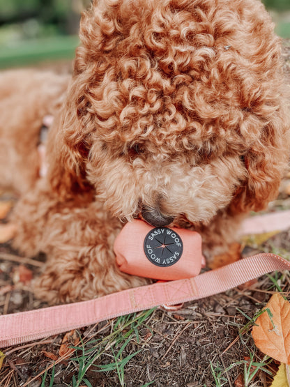 Dog Collar Three Piece Bundle - Apple Cider