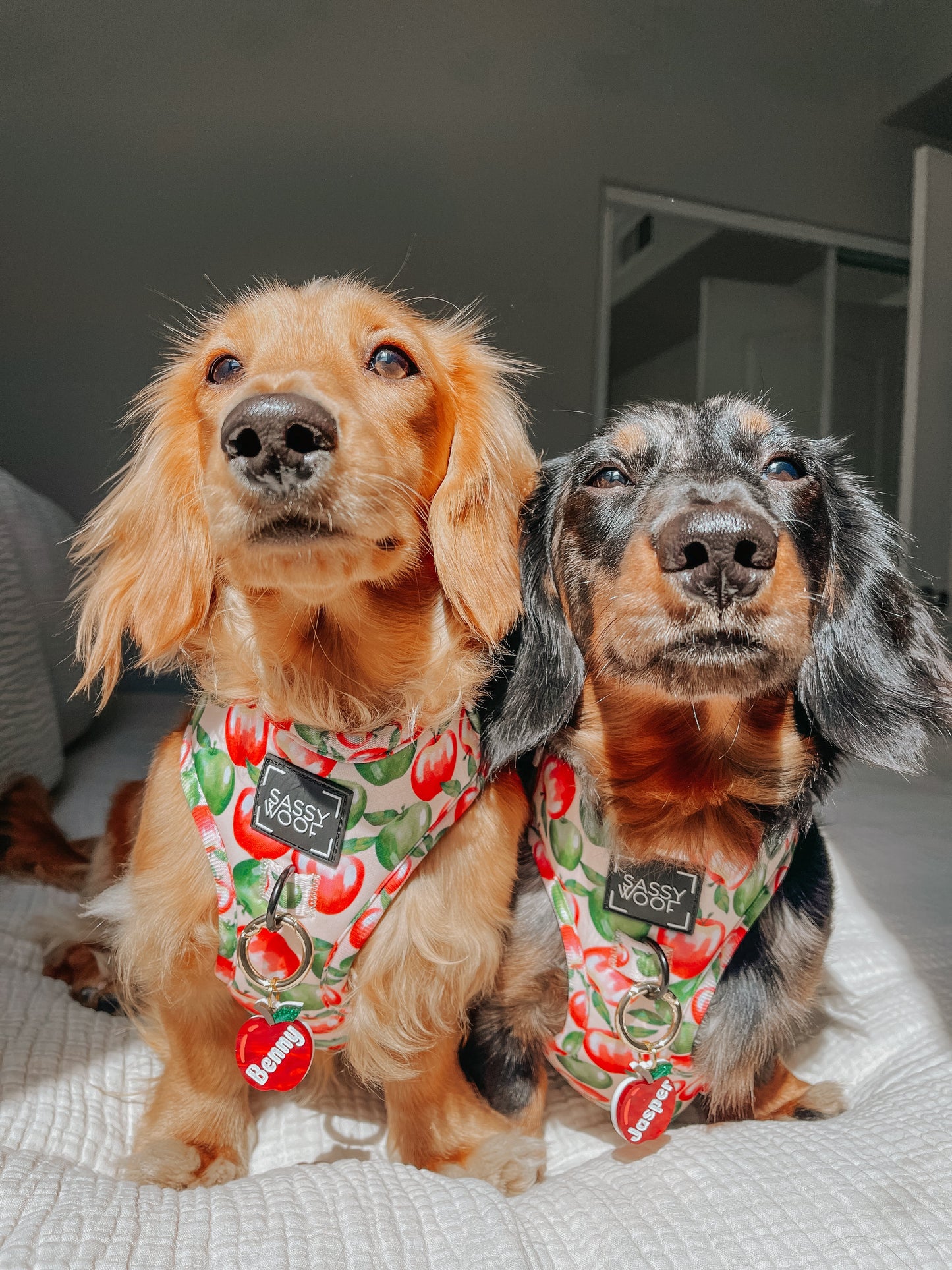 Dog Two Piece Bundle -  Apple of My Eye