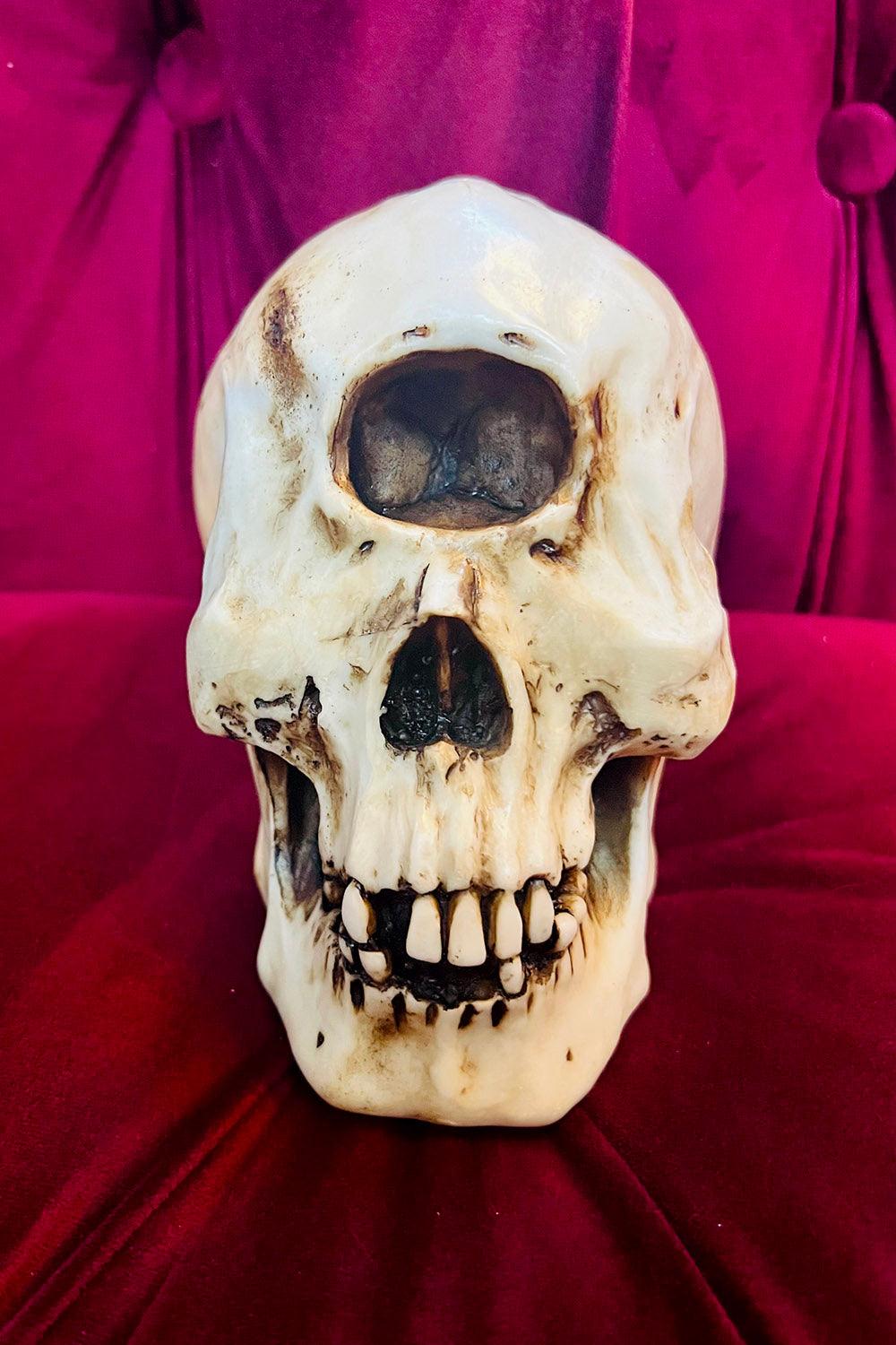 Cyclops Skull Replica