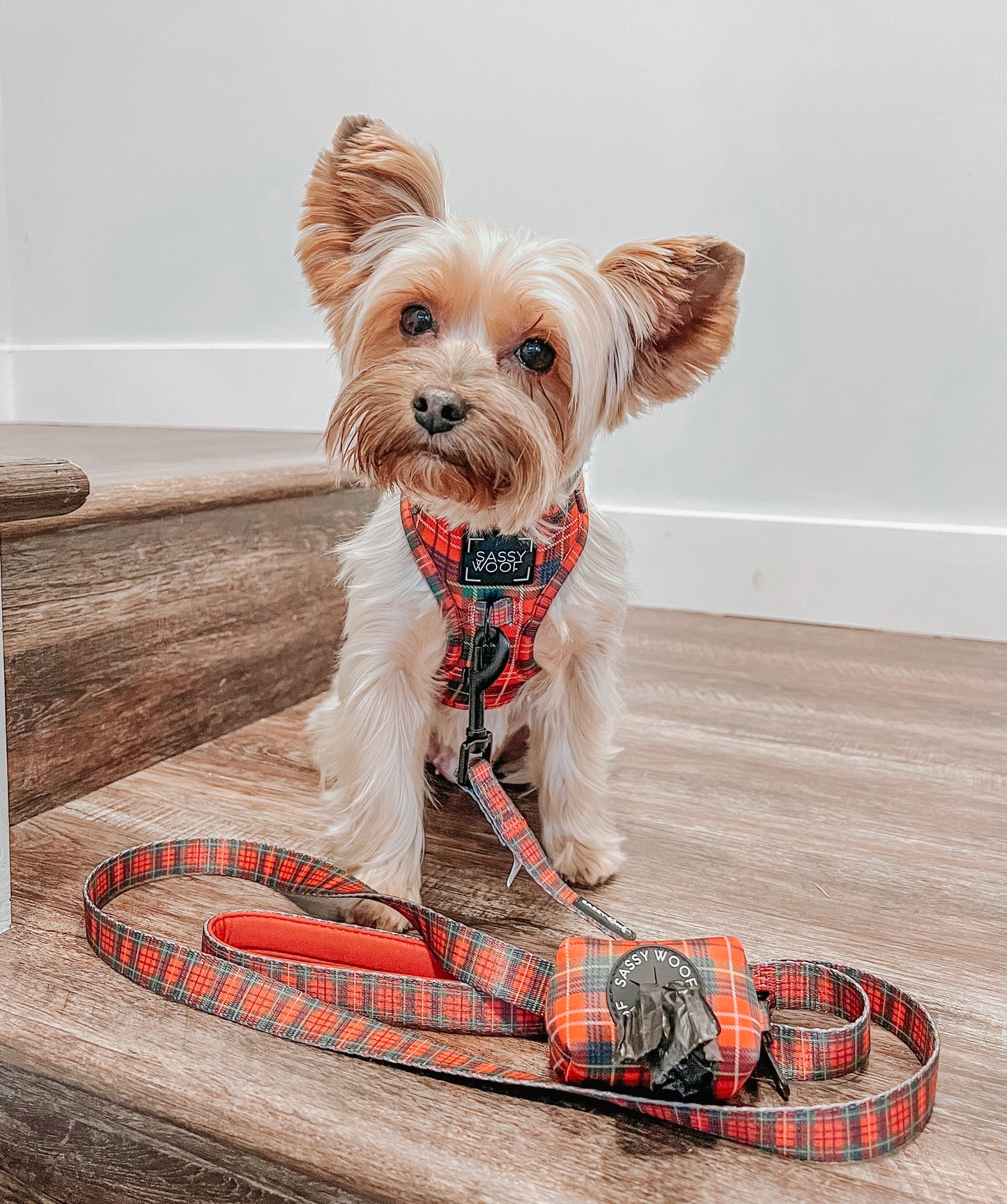 Dog Four Piece Bundle - Deck the Paws