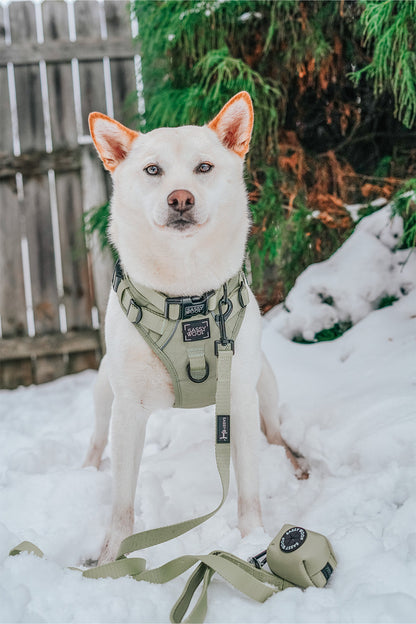 Dog Four Piece Bundle - Matcha