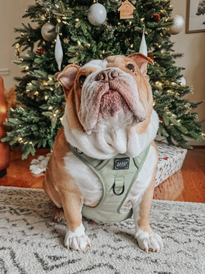 Dog Two Piece Bundle - Matcha