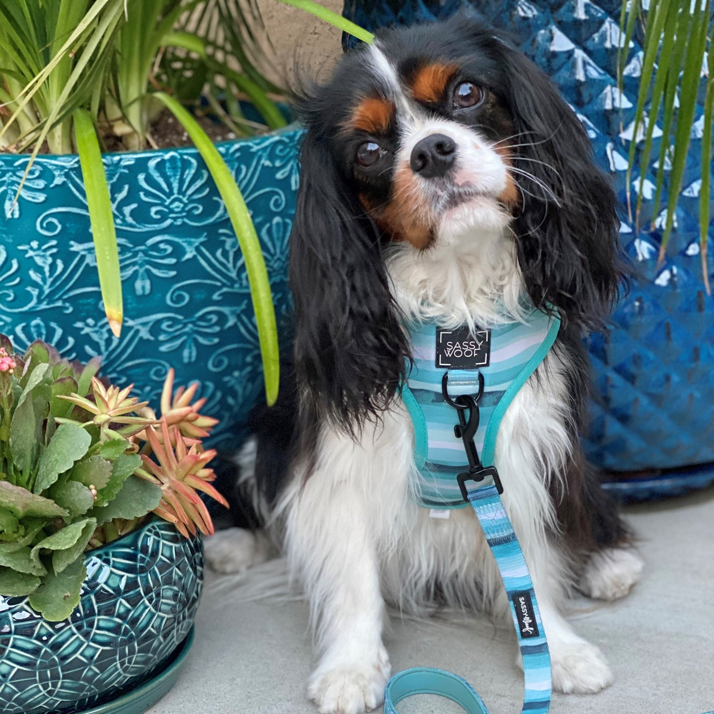 Dog Two Piece Bundle - Barks & Caicos