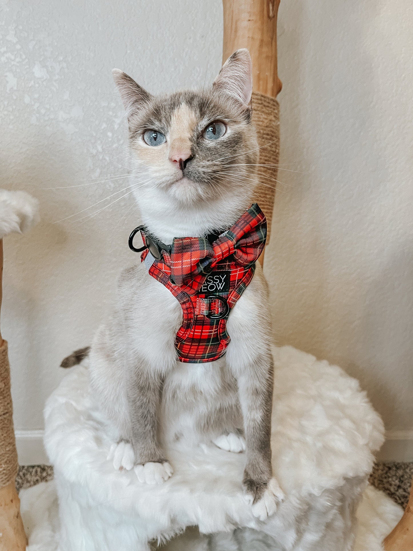 Cat Bowtie - Deck the Paws
