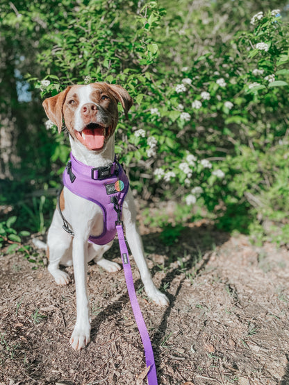 Dog Four Piece Bundle - Neon Purple