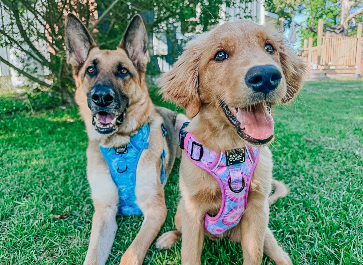Dog Four Piece Bundle - Purple Haze