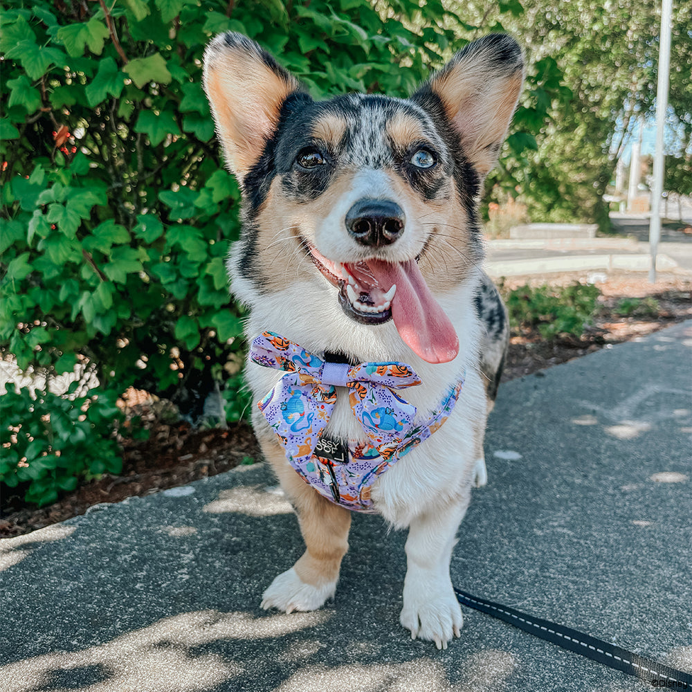 Dog Sailor Bow - Disney's Jasmine