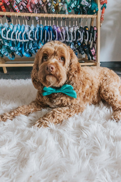 Dog Sailor Bow - Napa