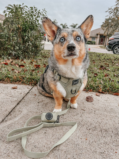 Dog Two Piece Bundle - Matcha