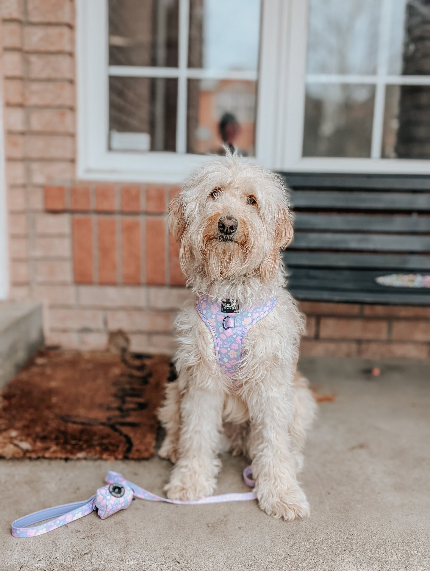 Dog Four Piece Bundle - Fleur de Sass
