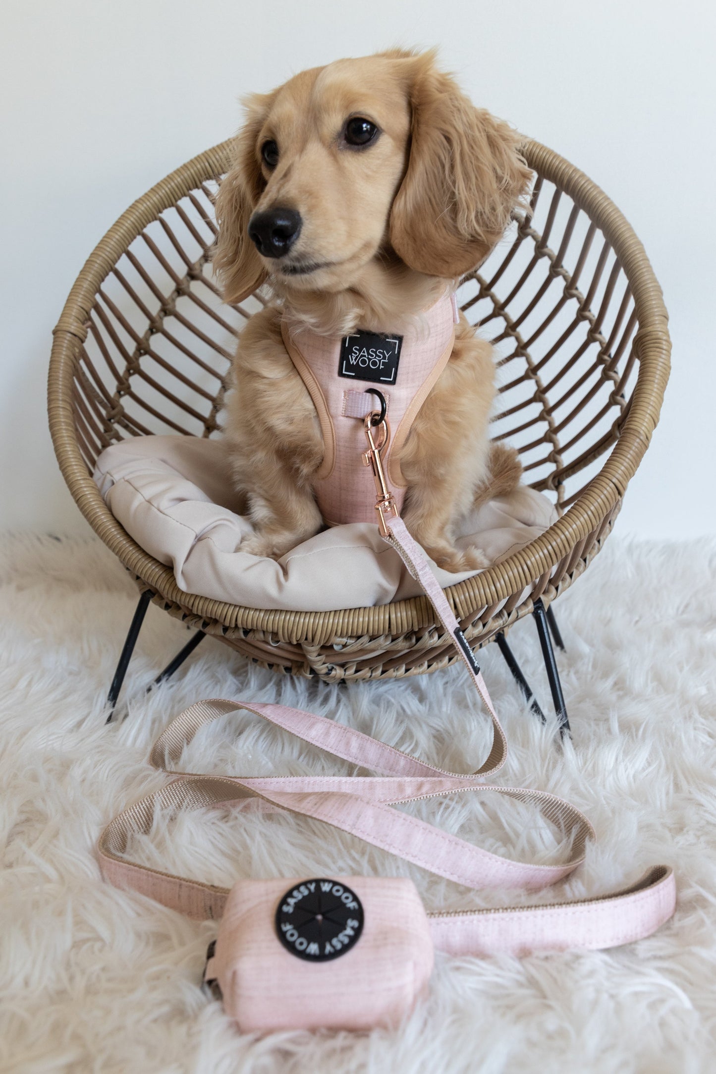 Dog Four Piece Bundle - Pinot
