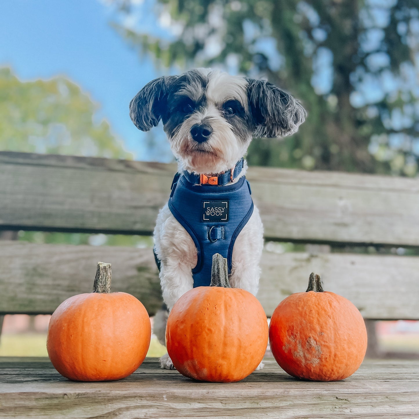 Dog Four Piece Bundle - Twilight